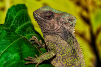 Corythophanes lizard