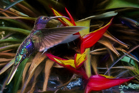 Violet saberwing hummingbird