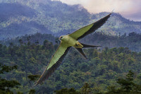 Swallow-tailed kite montage