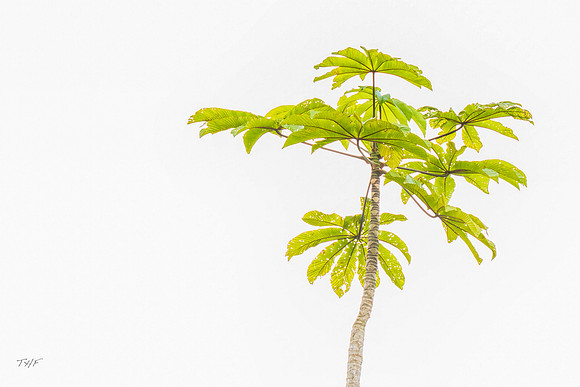Cecropia tree