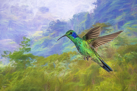 Gree violet-eared hummingbird