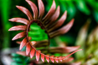 Unerstory fern #2
