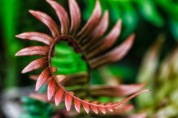 Unerstory fern #2