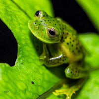 Glass frog