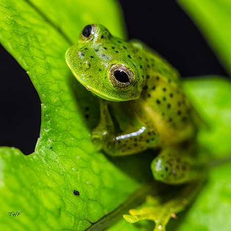 Glass frog