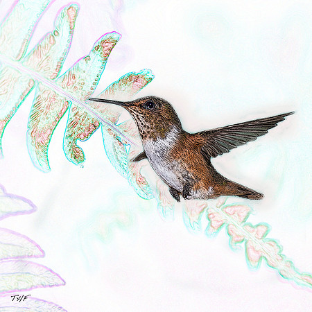 Scintillant hummingbird