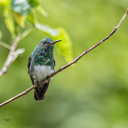 Snowy-breasted hummingbird
