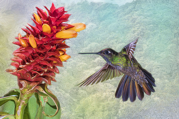 Magnificent hummingbird
