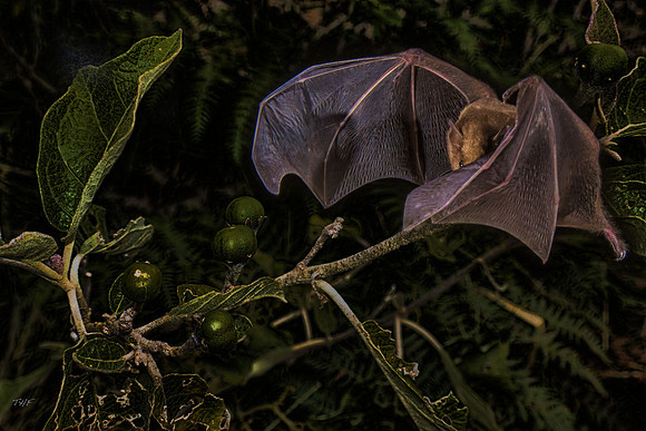 Sturnira ludovici fruit bat