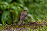 Clay-colored robin