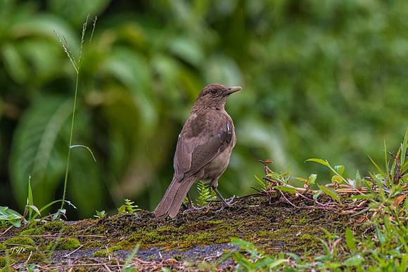 Clay-colored robin