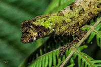 A cryptic Anolis lizard
