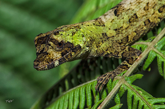 A cryptic Anolis lizard