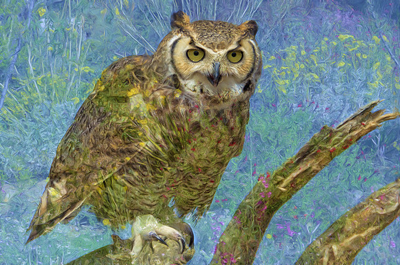 Great horned owl