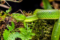 Green tree viper