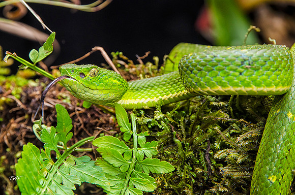 Green tree viper