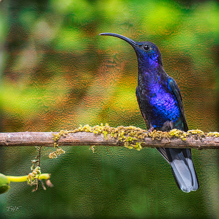 Violet saberwing hummingbird