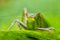 Katydid #1