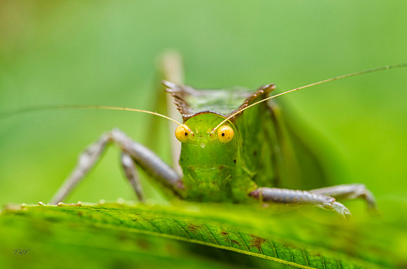 Katydid #1