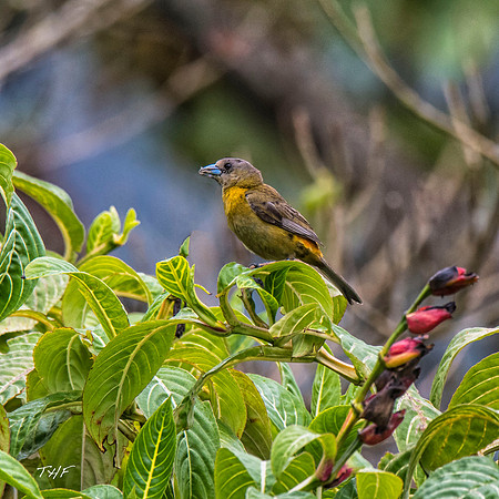 Female Scarlet-rumped tanager
