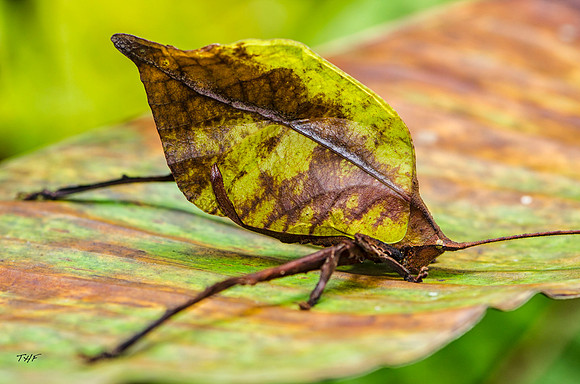 Katydid #2