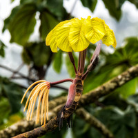 New leaves and inflorescence of a Cecropia tree