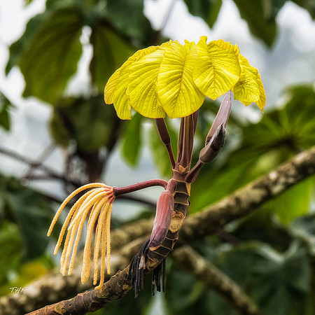 New leaves and inflorescence of a Cecropia tree