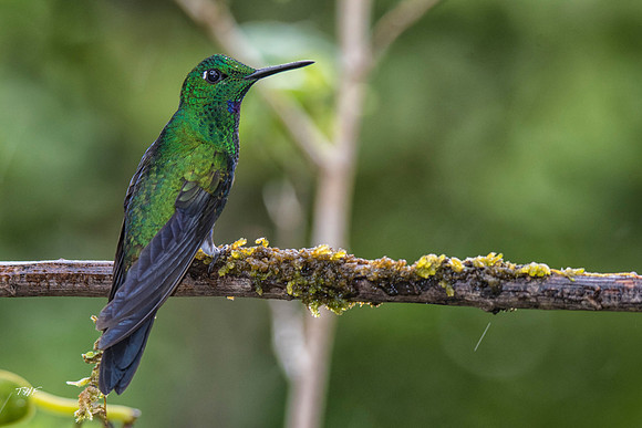 Green-crowned brilliant hummingbird