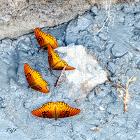 Puddling butterflies