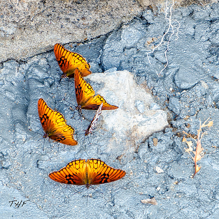 Puddling butterflies