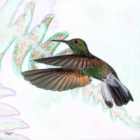 Striped-tailed hummingbird