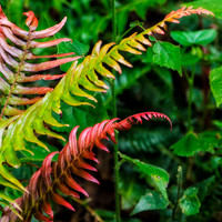 Colorful fen fronds