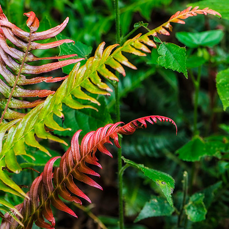 Colorful fen fronds