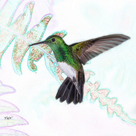 Snowy-breasted hummingbird