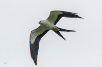 Swallow-tailed kite