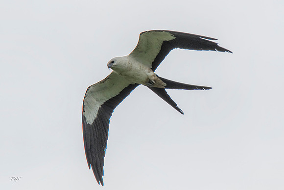 Swallow-tailed kite