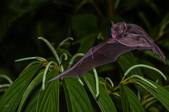 Carollia perspicillata fruit bat