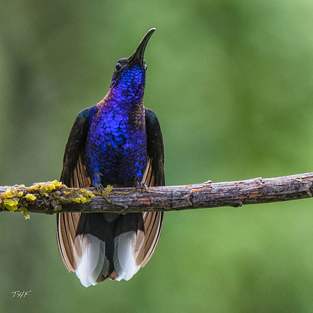 Violet saberwing hummingbird