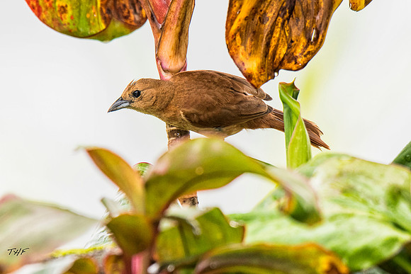 Female White-lined tanager