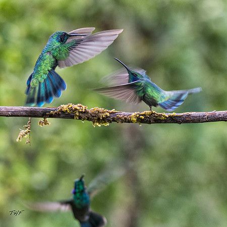 Fighting Green violet-ears