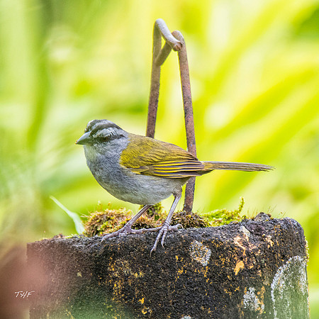 Black-striped sparrow