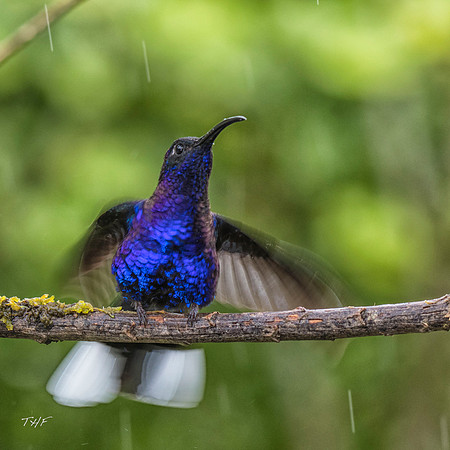 Violet saberwing hummingbird