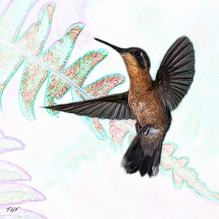 Female Magnificant hummer