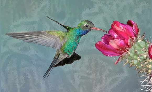 Broad-billed hummingbird