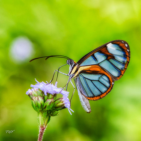 Glass-winged butterfly