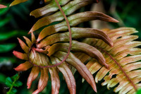 Understory fern #1