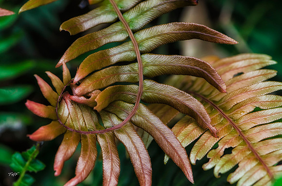 Understory fern #1
