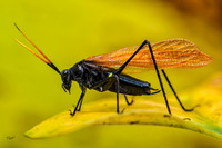 Katydid #3