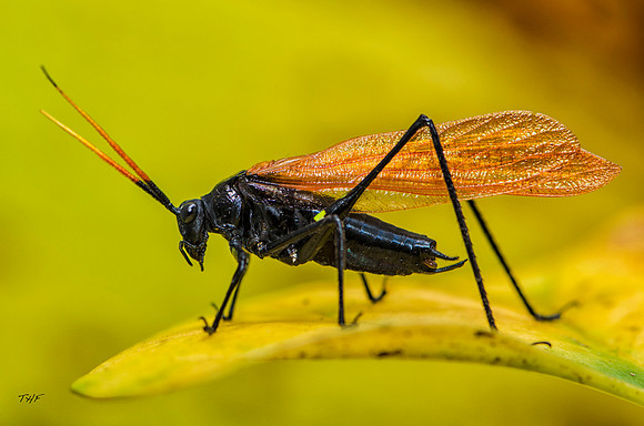 Katydid #3