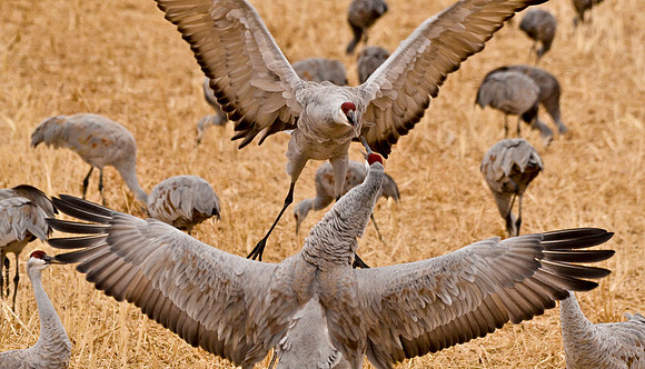 Fighting sandhill cranes